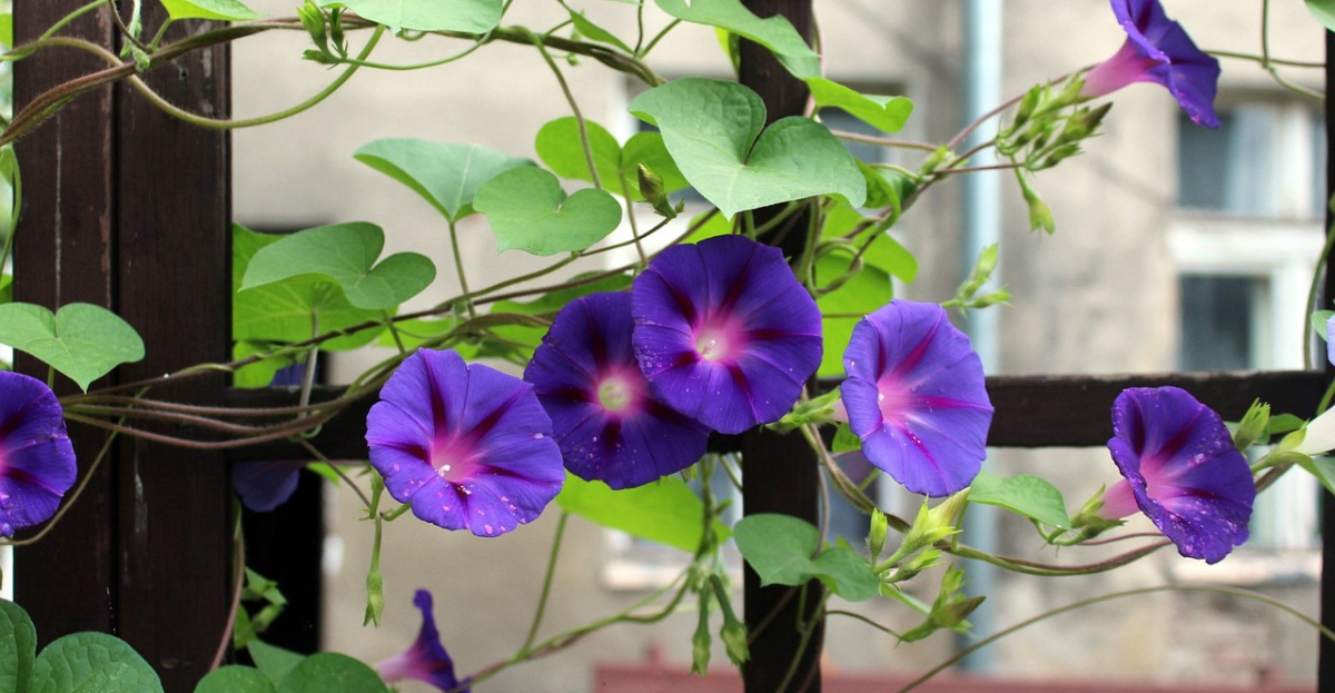Bindweed
